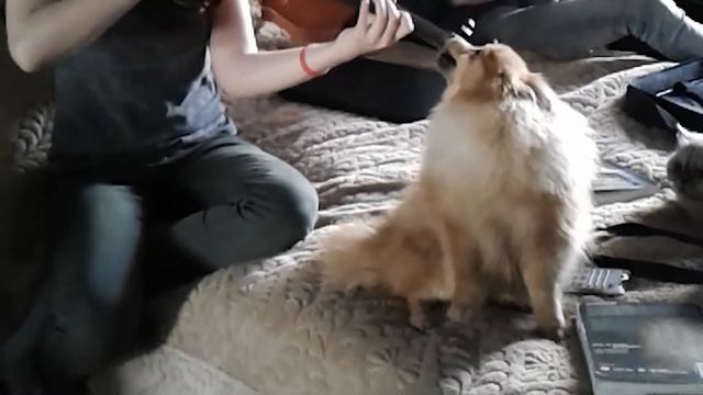 Шпиц (сольный концерт) / Kleinspitz Solo смотреть онлайн