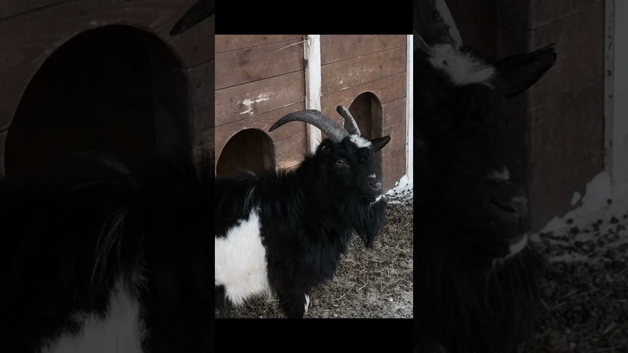 козлы смотреть онлайн