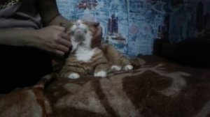 Наши домашние животные