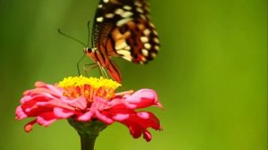 Мой шестикрылый Серафим. Автор стихов Наталия Пегас. Нейросеть Суно