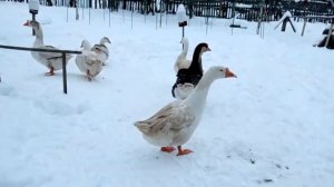 Гуси гуляют зимой