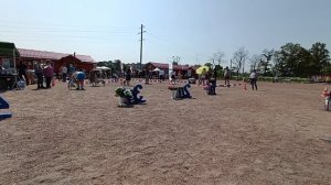 РОССИЙСКИЙ ЧЕМПИОНАТ БОРЗЫХ - DOG CITY 2023 RUSSIAN SIGHTHOUND CHAMPIONSHIP - DOG CITY 2023  2 / 2