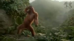 Сумасшедшая обезьяна