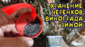 ☝ Лично проверил: так черенки🌱 винограда сохраняются 100% до весны! Простой способ хранения