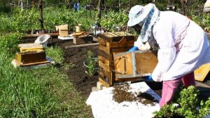 Ролик девятый. Заселяем пчел из пчело-пакета. Пчелы с ноля в ульях Варрэ. Женское пчеловодство.