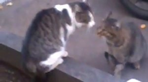 коты орут на друг друга матом!