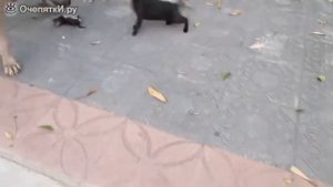 Кошка отчаянно защищает котят