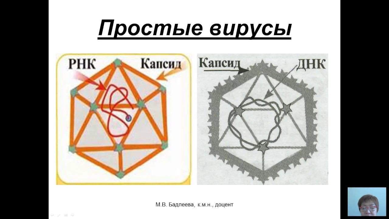 Общая микробиология (Бадлеева М.В.) - 4 лекция