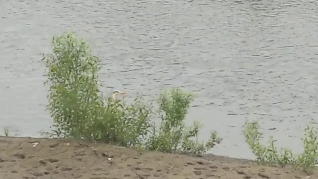 Цапля на Искитимке смотреть онлайн