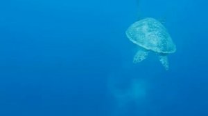 A turtle at Bunaken (Nord-Sulawesi Indonesia).AVI