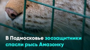 В Подмосковье зоозащитники спасли рысь Амазонку