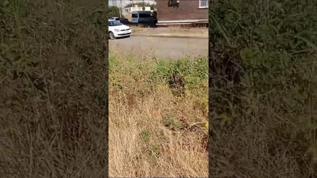 Покос травы на Восточно-Кругликовской Краснодар