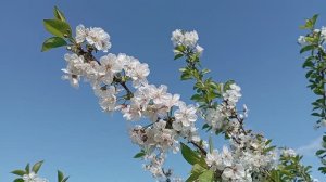 © Аромат весны! 20.05.2024