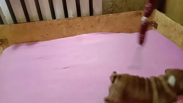 Английская бульдожка Боня смотреть онлайн