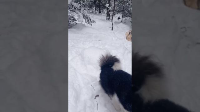 ГРЯЗЬ НУЖНА , ЧТО БЫ ВЫДЕЛЯТЬСЯ НА СНЕГУ