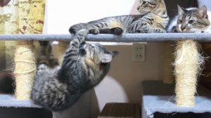【緊急速報】仲良く寄り添う猫たちがヤキモチ妬きのストーカー子猫に襲われる！