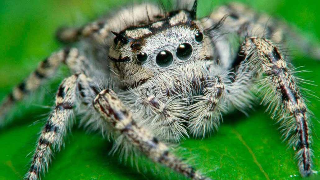 Считалка Мяса кусок