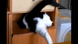 Толстый кот застрял.flv