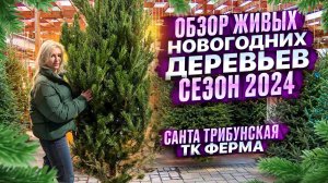 ОБЗОР ЖИВЫХ НОВОГОДНИХ ДЕРЕВЬЕВ