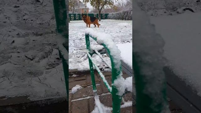 Мой самый лучший друг!❤🐕