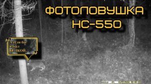 Если б зайки были белками.. Фотоловушка HC-550