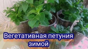 Как сохранить вегетативную петунию. Подкормки, обработки от болезней и вредителей.