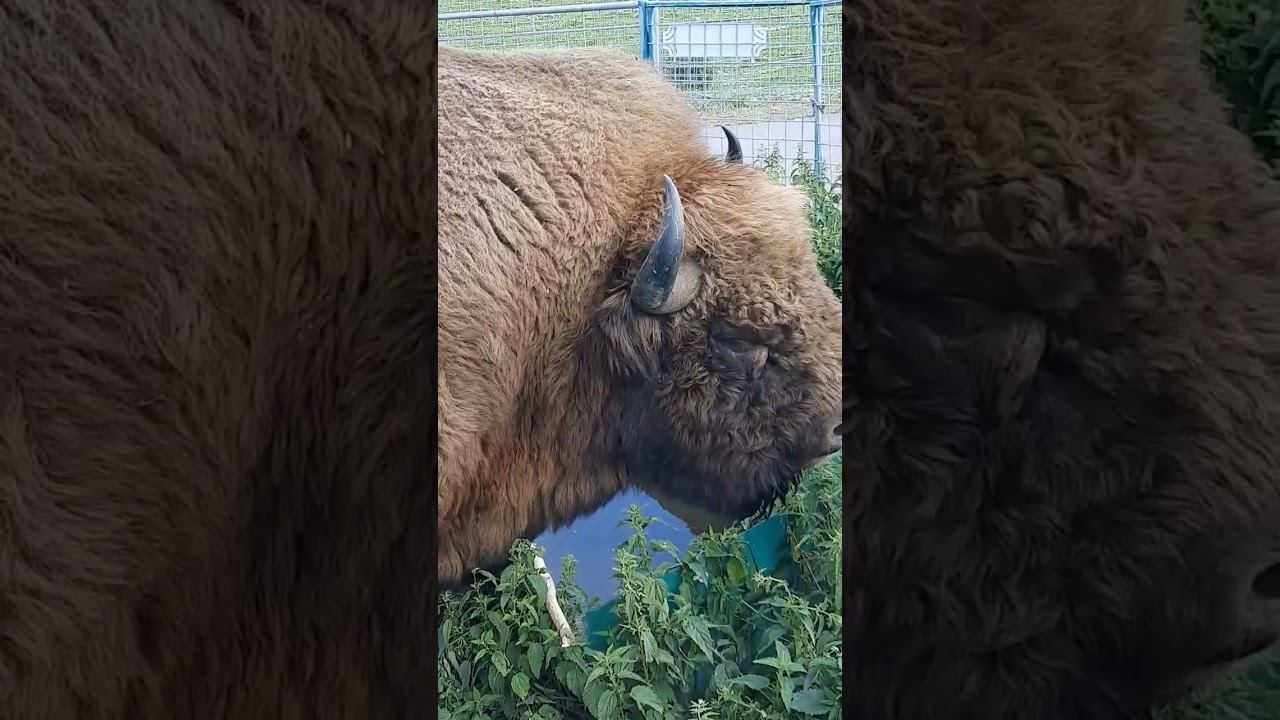 зубр смотреть онлайн