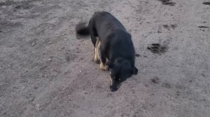 Хозяева выбросили собаку на дороге и уехали. Но случилось невероятное!