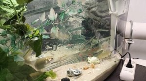 Карась зимой в аквариуме.05-12-2024