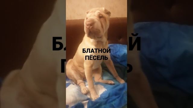 #ежка #шарпей #вкусняшка #девочка#пёсель смотреть онлайн
