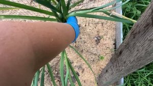 Десятилетний опыт выращивания чеснока под опилками