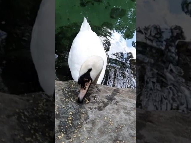 swan close-up / лебедь крупным планом смотреть онлайн