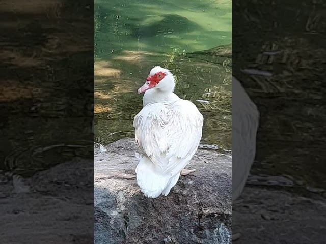 the duck cleans its feathers and twirls its tail / утка чистит перья и вертит хвостиком смотреть онлайн