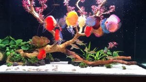 Аквариум с дискусами и скаляриями от Phạm Hưng