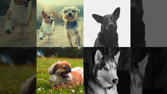 Видения (Расслабляющие собаки) смотреть онлайн