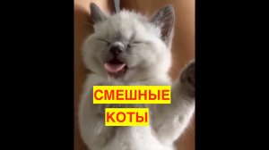 СМЕШНЫЕ КОТЫ. ПРИКОЛЫ С КОТАМИ.