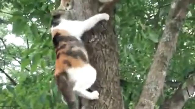 Кошка спасает своего котенка смотреть онлайн