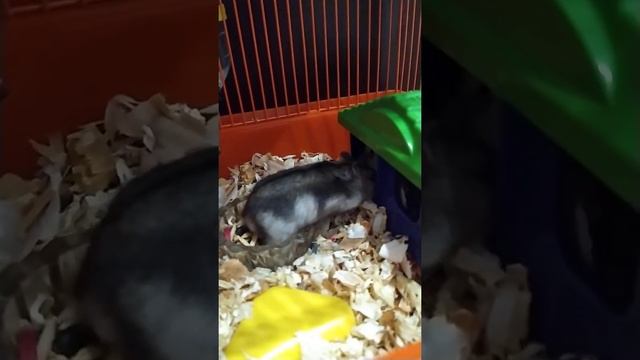 Джунгарские хомяки. Джунгарики. Хомяки. #первыйпитомец #джунгарики #dzungarianhamster #hamster смотреть онлайн