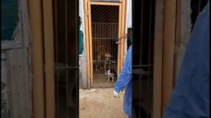 Пес танцует под хип-хоп