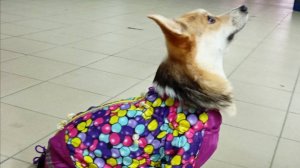 комбинезон для корги1