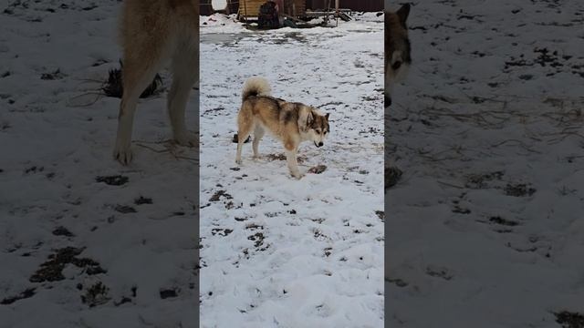 Чеза хозяйственная