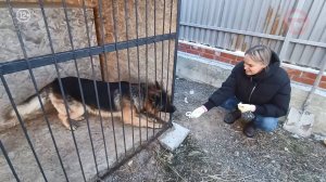 Целый микрорайон в Борисовке поставил на учёт своих домашних любимцев