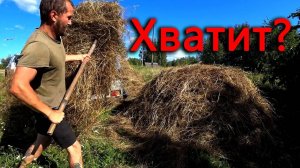 Хватит ли сена для увеличившегося стада коз_