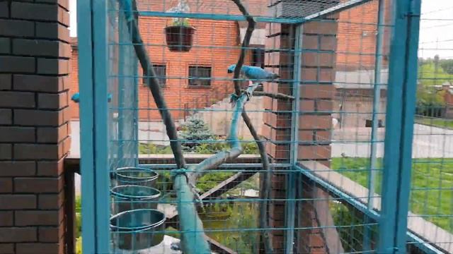 Вольер для попугая жако на лето. смотреть онлайн