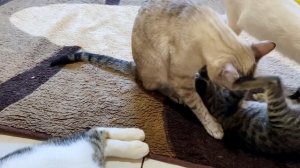 先住猫に愛され過ぎて転がされた新入り子猫…