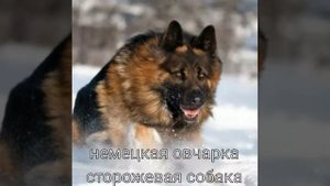 ТОП 5 самых ОПАСНЫХ собак В МИРЕ