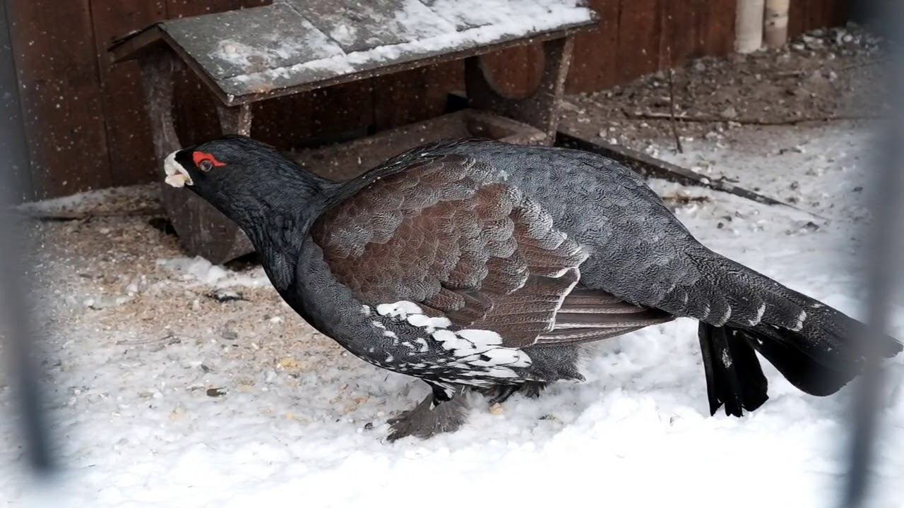 Глухариная семья из зоопарка смотреть онлайн