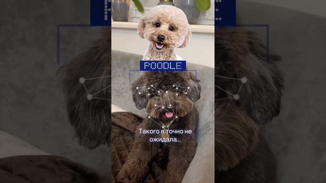 На кого похож мальтипу? смотреть онлайн