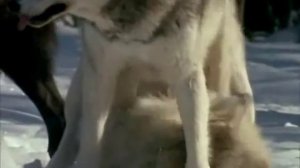 Волчья доля