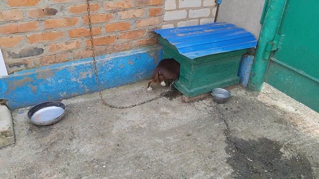 Собака Плюша взбесилась, хочет меня съесть! смотреть онлайн